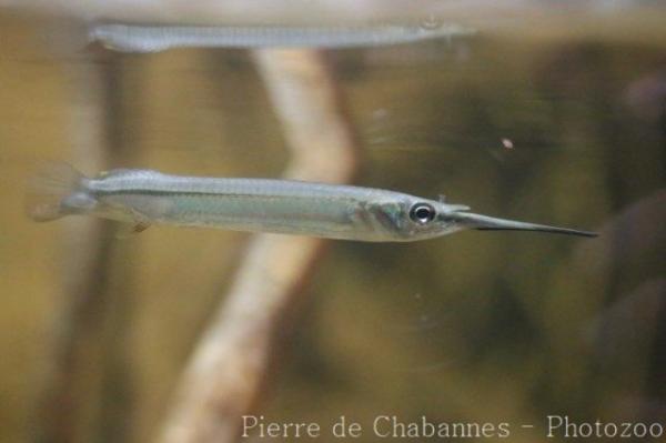 Buffon's river-garfish