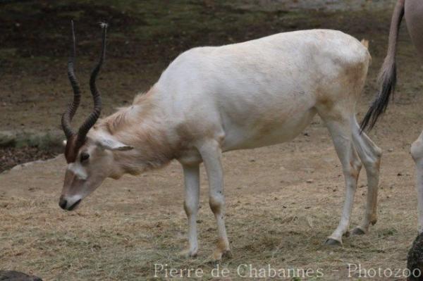 Addax