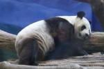 Giant panda