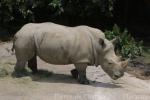 Southern white rhinoceros