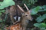 Formosan sika deer