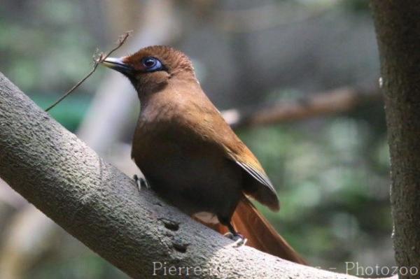 Rusty laughingthrush