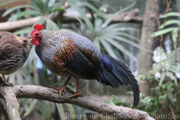 Grey junglefowl