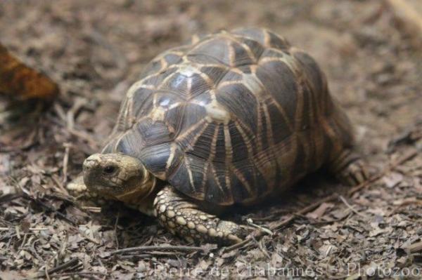 Burmese star tortoise