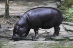 Pygmy hippopotamus