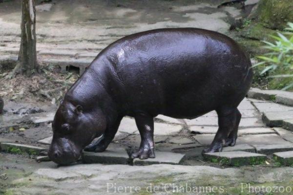 Pygmy hippopotamus