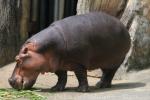 Common hippopotamus