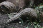 Chinese pangolin