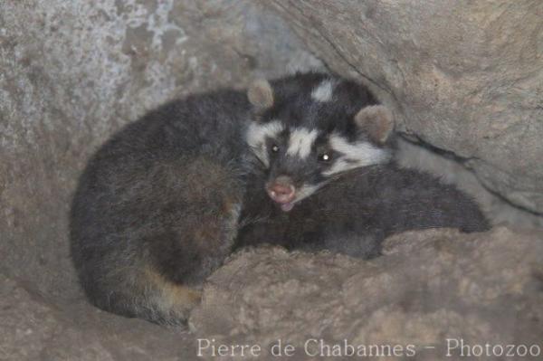 Chinese ferret-badger