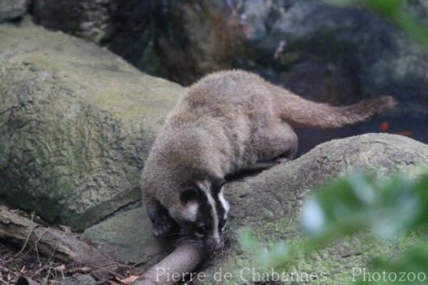 Masked palm-civet