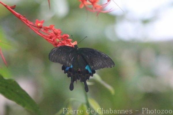 Paris swallowtail