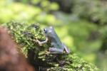 Tributary flying-frog