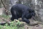 Formosan black bear