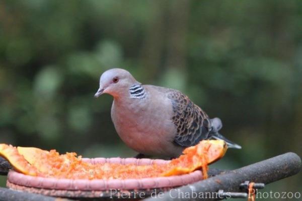 Oriental turtle-dove