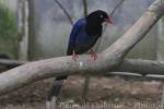 Taiwan blue magpie