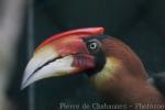 Southern rufous hornbill