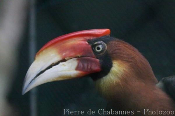 Southern rufous hornbill