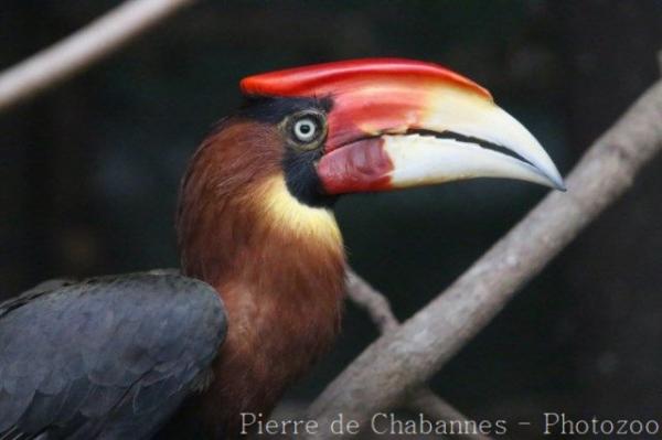 Southern rufous hornbill