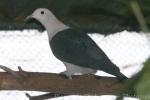 Green imperial-pigeon