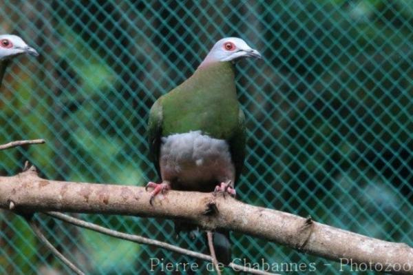 Pink-bellied imperial-pigeon