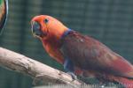 Eclectus parrot