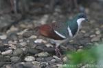 Negros bleeding-heart