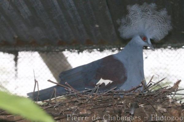 Western crowned-pigeon