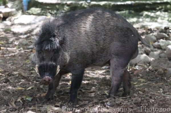 Visayan warty pig