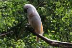 Salmon-crested cockatoo