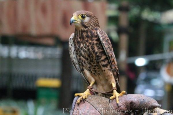 Spotted kestrel