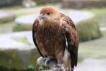 Whistling kite