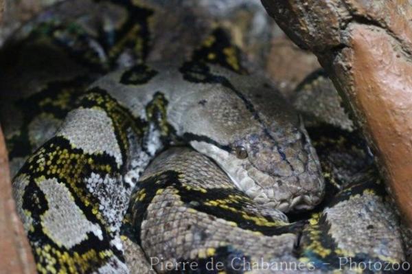 Reticulated python