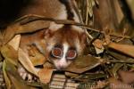 Sumatran slow loris