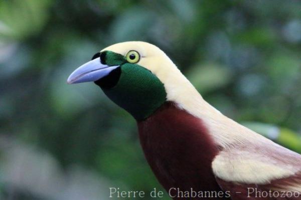 Lesser bird-of-paradise