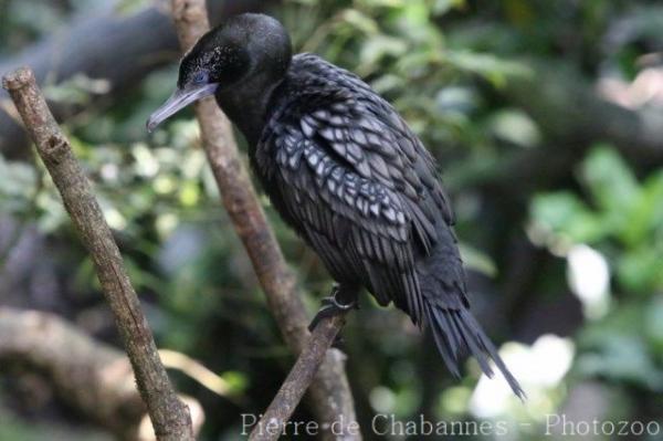 Little black cormorant