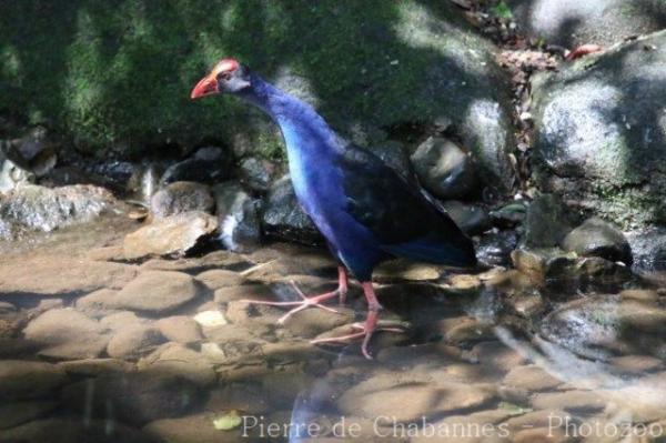 Sunda swamphen