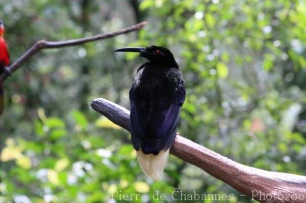 Twelve-wired bird-of-paradise