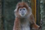 East Javan langur