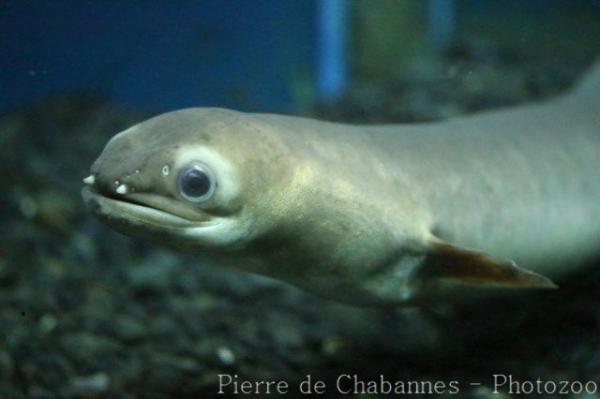 Indonesian shortfin eel