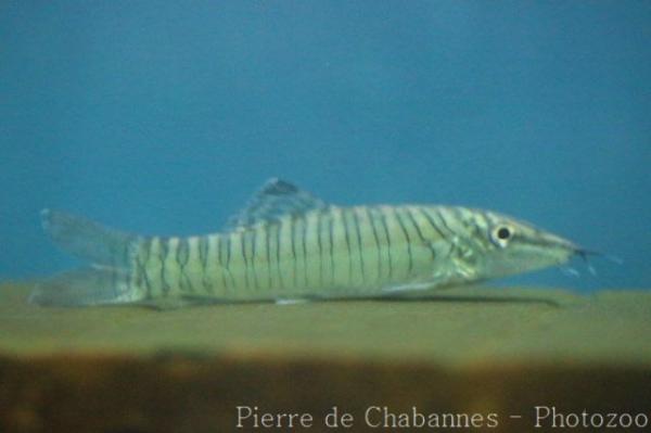 Green tiger loach