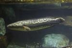 Northern snakehead