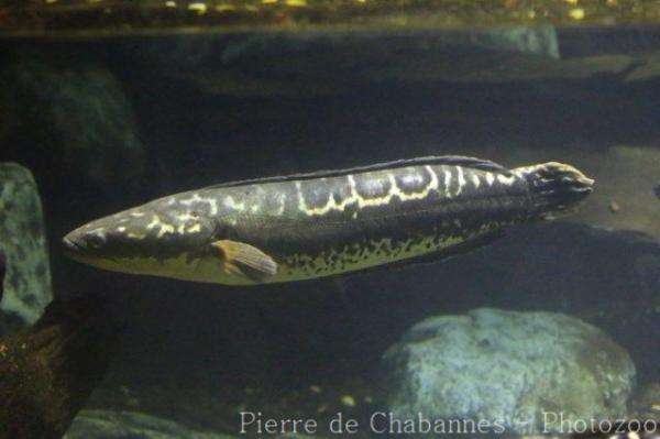 Northern snakehead