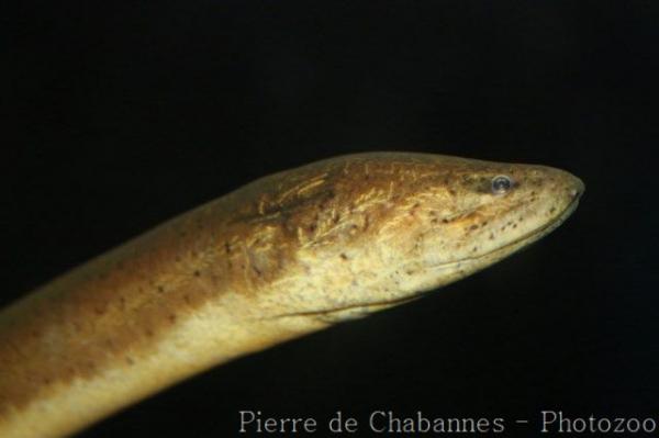 Asian swamp eel