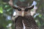 Barred eagle-owl