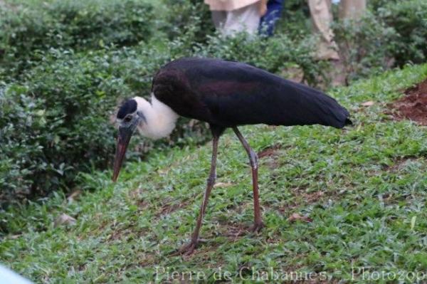 Woolly-necked stork