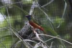 Pin-tailed parrotfinch