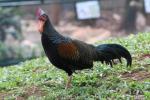 Green junglefowl