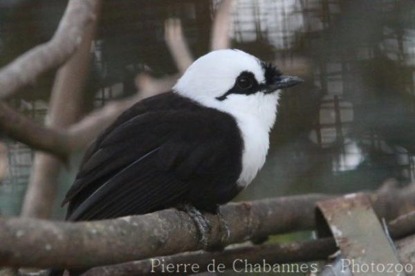 Sumatran laughing-thrush