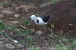 Pied stilt