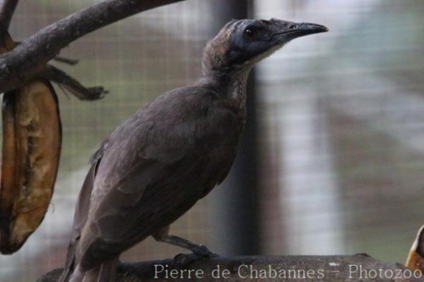 Helmeted friarbird